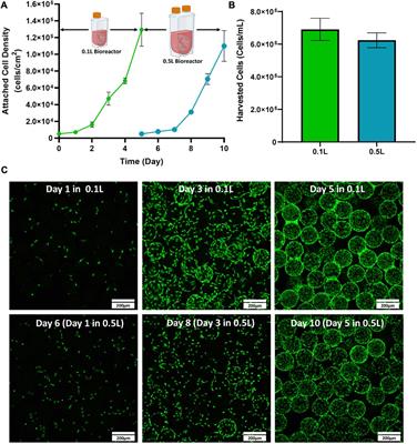 Computer controlled expansion of equine cord blood mesenchymal stromal cells on microcarriers in 3 L vertical-wheel® bioreactors